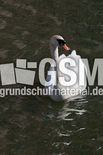 Höckerschwan (10 von 11).jpg